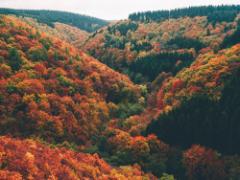 【全国】IGで見つけた！写真を撮らずにはいられない、紅葉の名所4選