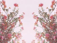 本当にここ関東？一面真っ赤な絶景広がる秋の「コキアカーニバル」