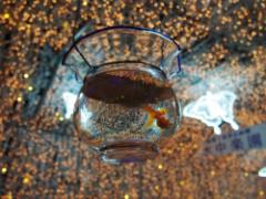 一度くぐれば心を一瞬で奪われる。キラキラ輝く光のトンネルを見に行きたい