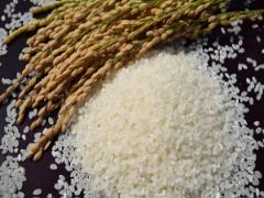 新米のみずみずしさ＆甘みを楽しむ！ 「鍋炊きごはん」