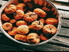 おいしい秋がやってきたぞー！♡ 都内で買える秋の味覚和菓子、全制覇せよ。