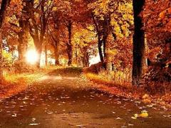 お散歩がてらに秋を満喫。東京都内の紅葉スポットと美味しいランチ4選