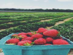 フルーツ狩りへ出かけよう！5つの果物の旬と収穫スポットをCHECK