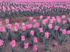 素敵な景色と一緒に撮りたい♡おいしいソフトクリームのある花畑3選