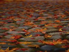 秋をぎゅっと指先に閉じ込めて。紅葉を楽しむための「紅葉ネイル」のすゝめ