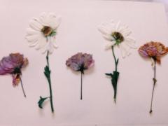 “花好き”をそのまま指先に。4つの花柄ネイルで描く、ナチュラル派向けカタログ