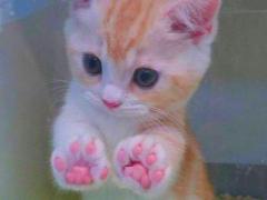 可愛い好きにはたまらない♡思わず触りたくなる、ぷにぷに肉球ネイル15選