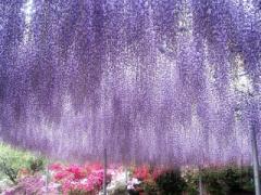 全国1位はココ。光と本物の花畑溢れる「あしかがフラワーパーク」のイルミネーション