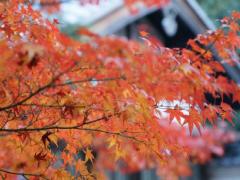 静かに過ごす秋の京都。紅葉をゆったり楽しめる穴場スポット10選