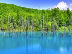 美瑛を象徴する「木」を巡る。女子旅にこそ薦めたい北海道の絵になる景色