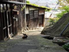 尾道は散歩で楽しむのが1番！「てくてく」すれば見つかる素敵な出会い特集