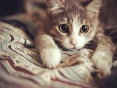 指先から「にゃん」が聞こえてきそう。ラブリーな猫耳ネイルに首ったけ♡