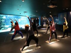 まるで海の中！サンシャイン水族館で“夜ヨガ”開催