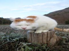 猫と一緒に食べ歩き。谷中銀座商店街で見つけた、美味しいものと小さな幸せ
