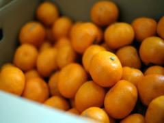 みかんで正月太りを防止できる！？隠された効果とは