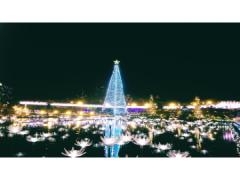 自分の部屋からクリスマスを迎え入れて。激安イルミネーションライトを探しに行こう