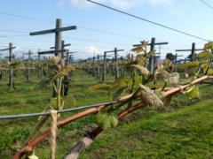 東京にワイナリーがあるって知ってた？！スイーツやガレットも楽しめる「東京ワイナリー