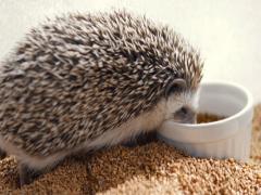 愛くるしいキュートな姿にメロメロ♡今話題沸騰中のハリネズミ専門カフェ「HARRY」