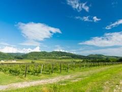 【注目の日本ワイン】収穫期のワイナリーでワイン造りに参加出来る特別なイベント！