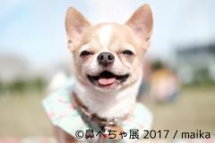 愛すべき“鼻ぺちゃ犬”の写真展、作品300点超を展示　 チワワ、パグ…ぶさかわな魅力爆発