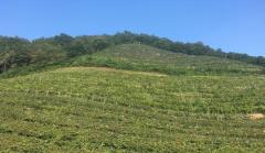 日帰りで楽しめる♡一年で今がおすすめ！奇跡のワインに出会える葡萄畑