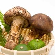 美味しい松茸の選び方