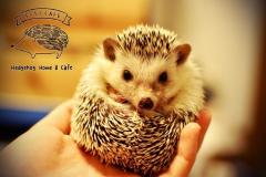 ハリネズミ×ドールハウスが融合「ちくちくCAFE」渋谷に究極の癒し空間