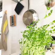 安くて栄養価も高い！葉ものが高くて手が出ないときのお助け「豆苗」レシピ