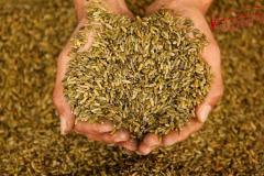 ダイエットの強い味方！美味しくて腹持ちが良いスーパーフード「フリーカ」