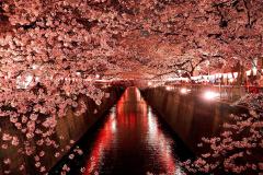 夜桜ランキング10！仕事帰りにもサクッと寄れて、感動まちがいなしの名所