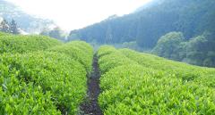 大人女子におすすめ。上質な日本茶とハーブのブレンドティーでほっと一息