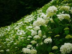 まだ間に合う♡雨の日こそ訪れたい「関東のあじさい名所」特集 - LOCARI（ロカリ）