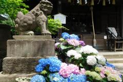 幻想的！約3,000株のあじさいに包まれる「文京あじさいまつり」