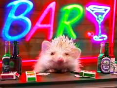 渋谷のハリネズミカフェ「ちくちくCAFE」“木金限定”でバーに変身