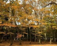 きれいのための秋のレシピ 〜とっても簡単！和風きのこマリネ〜 - ビューティーガール