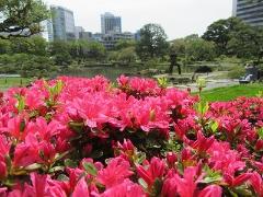 まもなく開花ラッシュ！春デートで行きたい東京のつつじの名所＆祭り8選