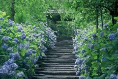 雨の日に美しく映える！鎌倉の“あじさい寺”や海一望のスポットなど神奈川のあじさい名