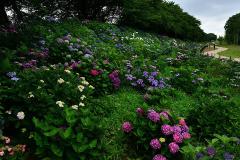 雲海とアジサイのコラボも！季節を感じるデートにオススメのアジサイまつり＆名所9選【埼