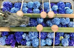 SNS映え“花手水”で話題の京都・楊谷寺で「あじさいウｨーク」5,000株の花を愛でる1ヶ月