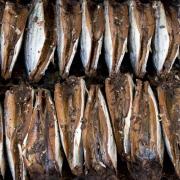 世界に羽ばたく日本の「UMAMI（うま味）」　食がテーマの2015年ミラノ万博でも注目！ | ビュ