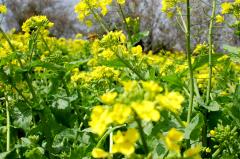 旬の春野菜で季節を味わう！ | ビューティーガール