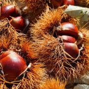 ビタミン豊富！秋の味覚「栗」を美味しく食べて健康とエイジングケア | ビューティーガー