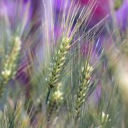 「もち麦」がメタボに有効と話題に！ | ビューティーガール