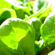 話題の「グリーンジュース」に必ず入れる"葉野菜"の栄養価は如何ほど？ | ビューテ