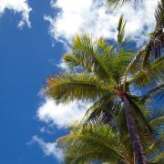 油をもって脂肪を制す！セレブたちがこぞって取り入れている「ココナッツオイルダイエッ