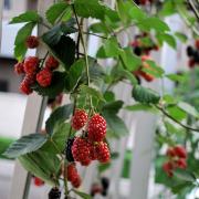 ブルーベリーの300倍抗酸化力で大注目！ミラクルフルーツ「ボイセンベリー」とは | ビュー