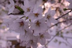 出会いと別れにダイエットはつきもの？春の宴席太りを防ぐ５大ポイント | ビューティーガ