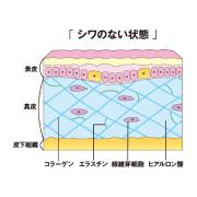 お肌のお手入れ摂るならどっち？！ コラーゲン or ヒアルロン酸 | ビューティーガール