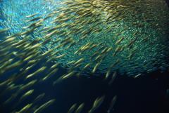 日本人の摂取目標を定めている成分「DHA・EPA」とは？ | ビューティーガール