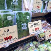 山菜の王様「ふきのとう」「たらの芽」をおいしく食べてキレイになる！ | ビューティーガ